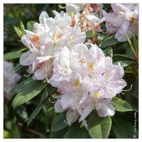 20130619-8397-Jardins de Callunes Rhododendron