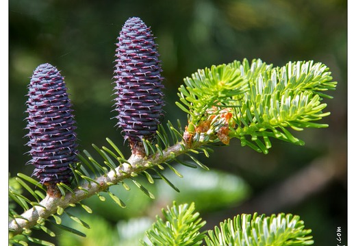 20130619-8400-Jardins de Callunes Abies Koreana