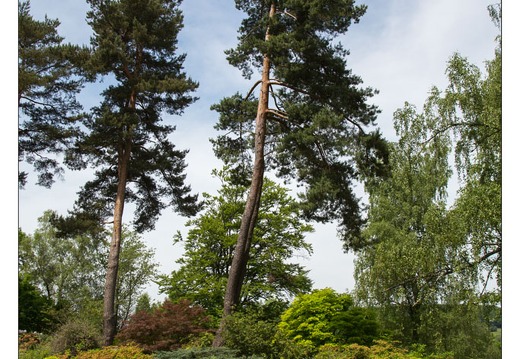 20130619-8406-Jardins de Callunes