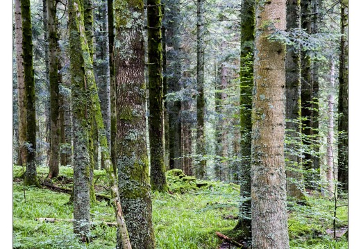 20130705-8927-Entre Brabant et lac des corbeaux