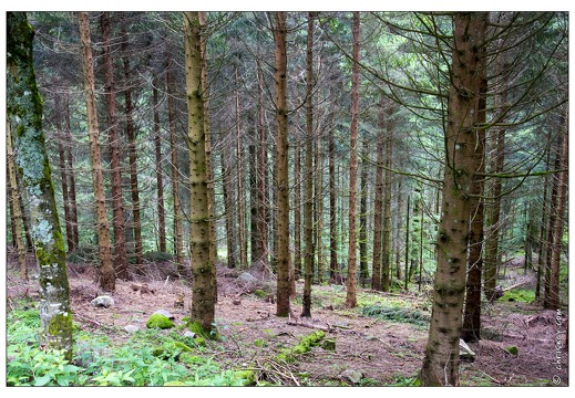 20130705-8928-Entre Brabant et lac des corbeaux