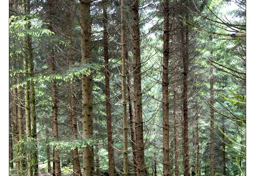 20130705-8929-Entre Brabant et lac des corbeaux