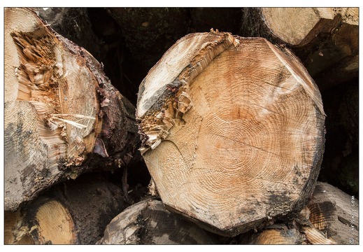 20130705-8947-Entre Brabant et lac des corbeaux