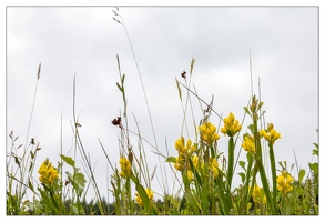 20130705-8951-Entre Brabant et lac des corbeaux genet herbace