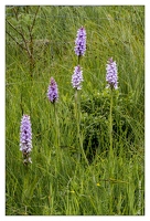 20130705-8954-Entre Brabant et lac des corbeaux orchis de fuchs