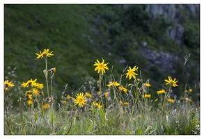 20130717-9888-Arnica