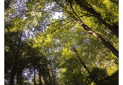 20130720-09971-Arbre