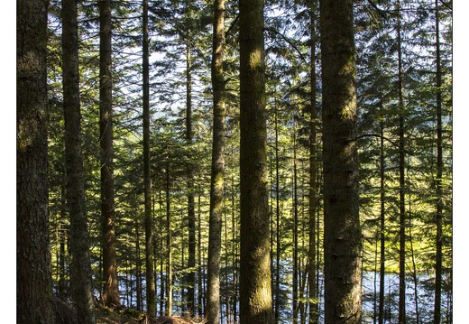 20130720-09973-Arbre