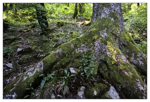 20130720-09977-Arbre