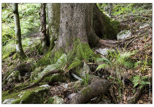 20130720-09979-Arbre