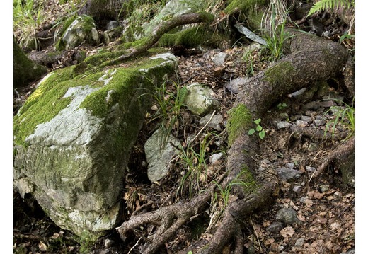 20130720-09980-Arbre