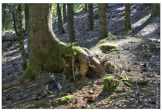 20130720-09991-Arbre HDR