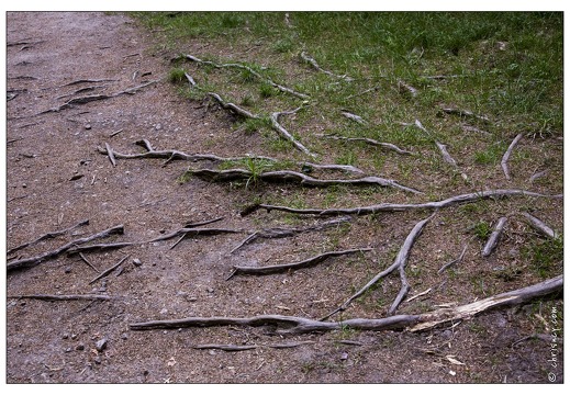 20130720-09993-Arbre