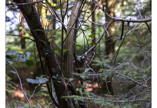 20130720-09998-Arbre