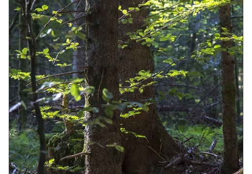 20130720-10001-Arbre