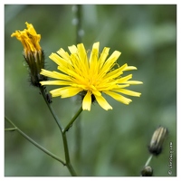 20130720-10014-Fleur