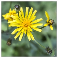 20130720-10017-Fleur