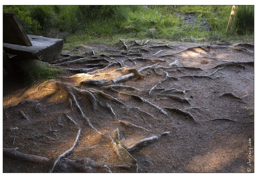 20130720-10021-Arbre