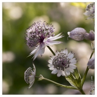 20130722-0244-Silene acaulis