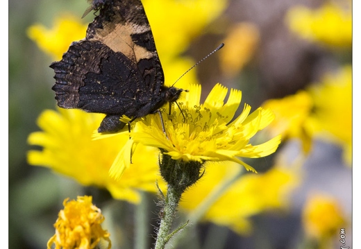 20130722-0247-Eperviere et papillon