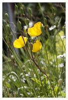 20130722-0259-Papaver