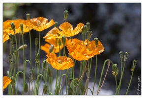 20130722-0278-Papaver