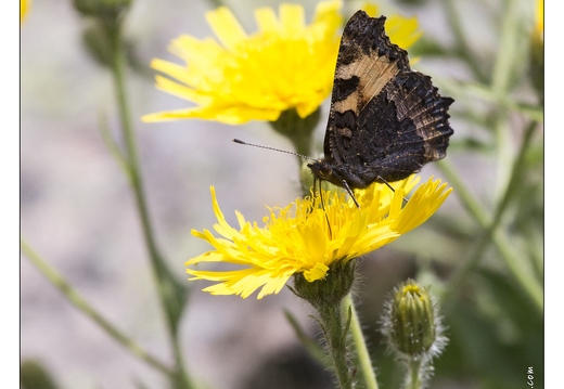 20130722-0396-Paon du jour sur Eperviere