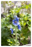 20130722-0401-meconopsis himalaya