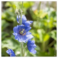 20130722-0401-meconopsis himalaya carre