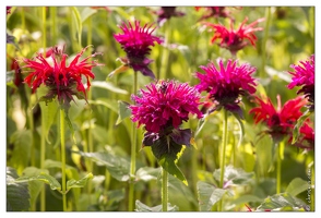 20130723-0427-Monarde