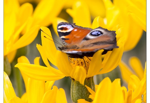 20130723-0456-Papillon Paon du jour