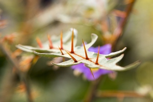 20130929-2808-Plantes jardin Godron 