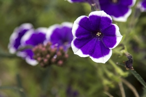 20130929-2812-Petunia 