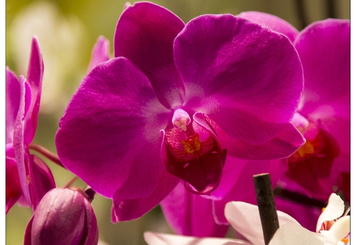 Orchidées Festival International Menton Février 2014