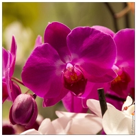 Orchidées Festival International Menton Février 2014