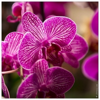 20140223-7148-Menton Orchidees