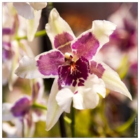 20140223-7155-Menton Orchidees