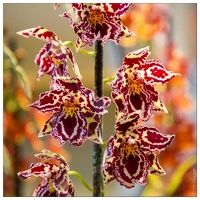 20140223-7158-Menton Orchidees