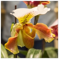 20140223-7160-Menton Orchidees