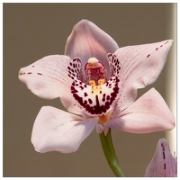 20140223-7162-Menton Orchidees