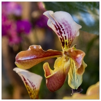 20140223-7169-Menton Orchidees