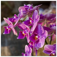 20140223-7170-Menton Orchidees