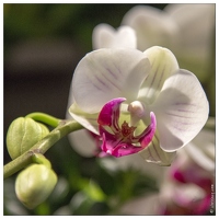 20140223-7175-Menton Orchidees