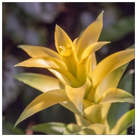 20140223-7184-Menton Orchidees