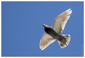 20140222-46 6914-Mouette