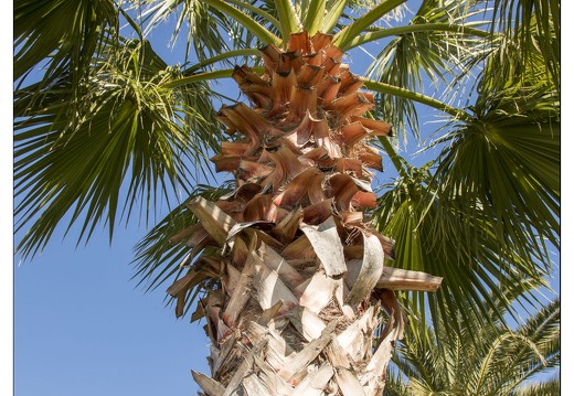 20140222-48 6917-Palmier