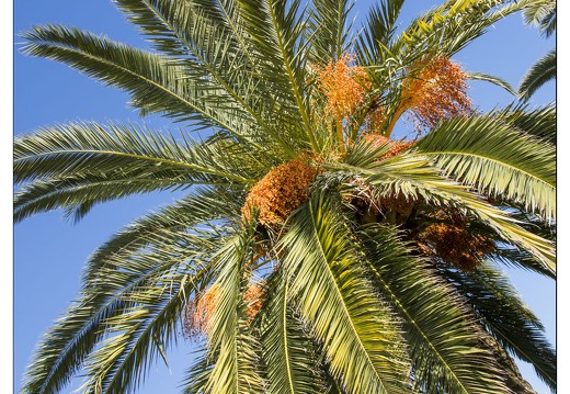 20140222-49 6919-Palmier