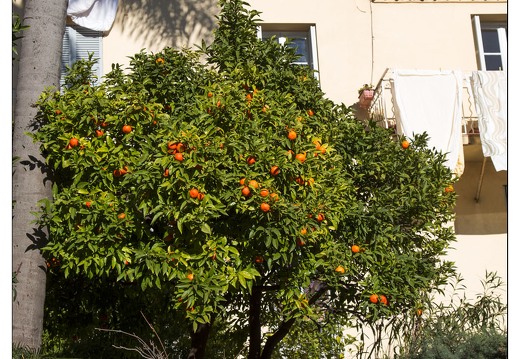 20140222-56 7066-Menton oranges