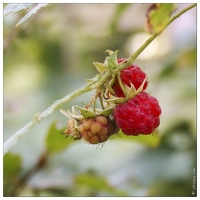 20060815-13 003-framboise