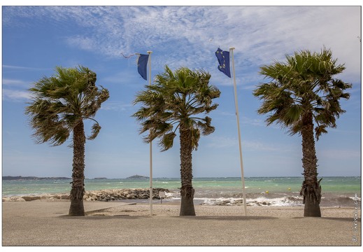20140512-04 0115-Six fours les plages Vent dans les palmiers